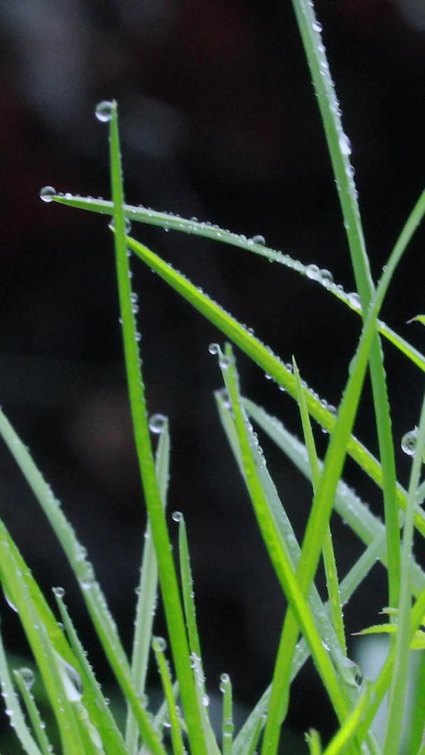 雨后阳光下的微距拍摄青草间露珠素材视频的预览图