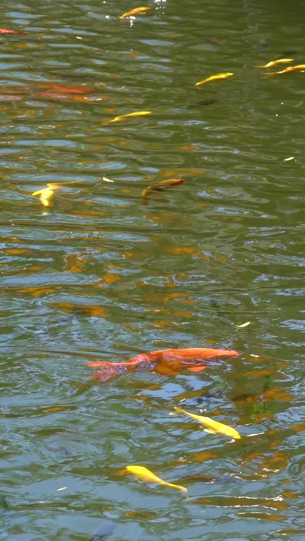北京圆明园万春湖鲤鱼实拍视频的预览图