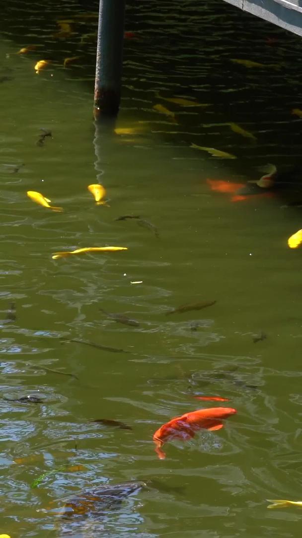 北京圆明园万春湖鲤鱼实拍视频的预览图