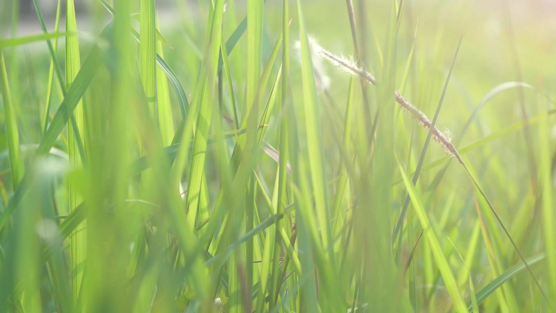 春天阳光复苏绿色草地视频的预览图