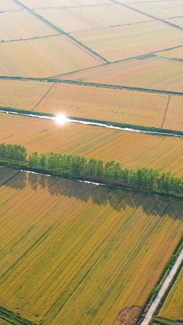 【农业宣传片】江苏航拍洪泽湖湿地麦田集合视频的预览图
