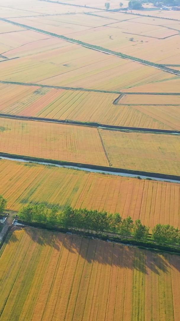 【农业宣传片】江苏航拍洪泽湖湿地麦田集合视频的预览图