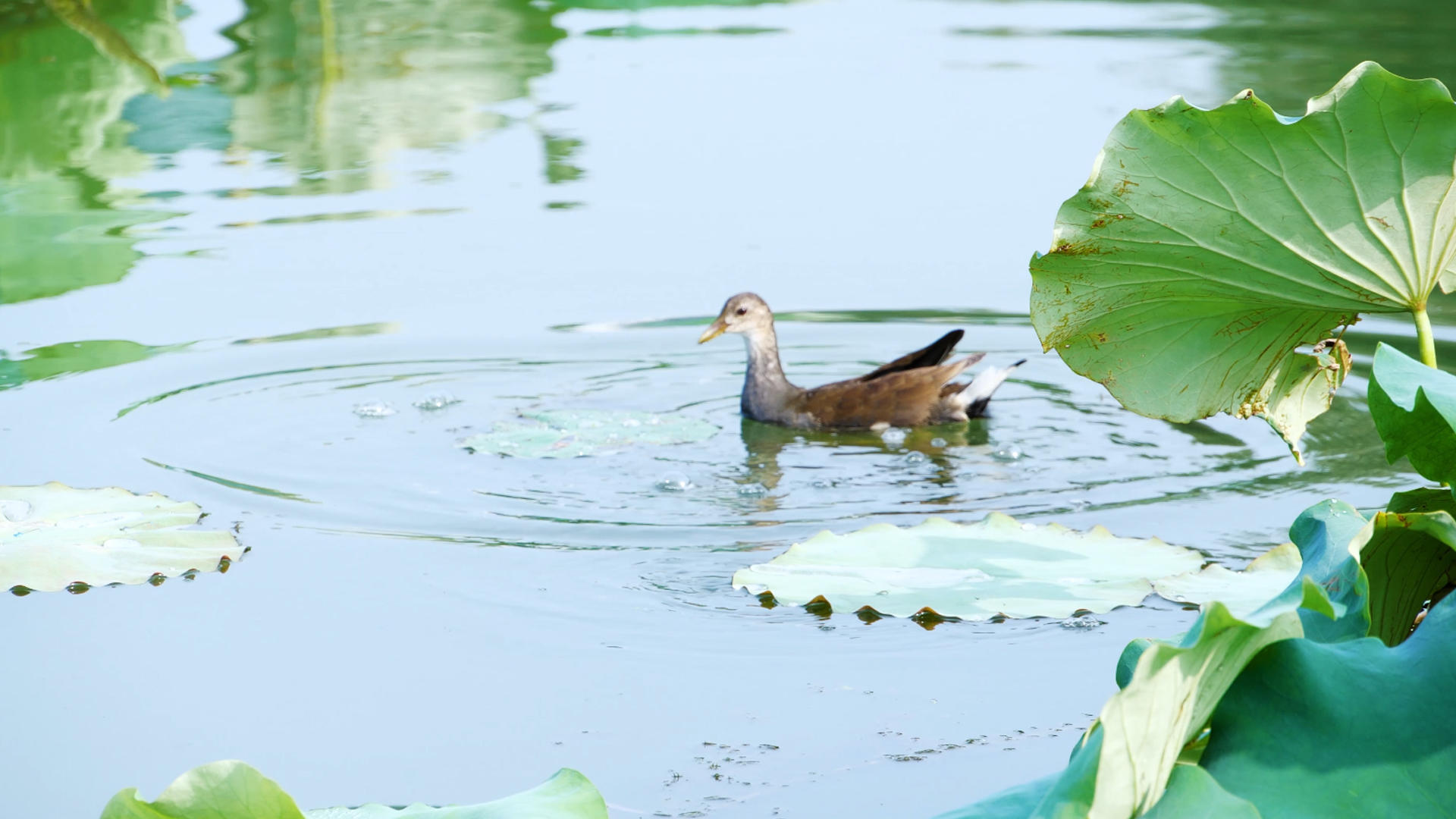 4K水鸭子野鸭子野禽生态保护湖中野禽视频的预览图