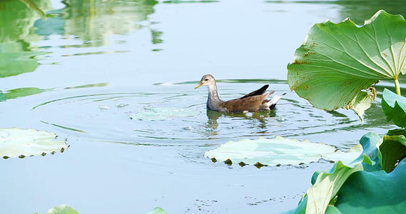 4K水鸭子野鸭子野禽生态保护湖中野禽视频的预览图
