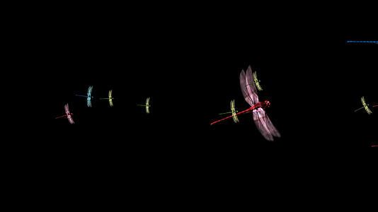 透明通道蜻蜓素材视频的预览图