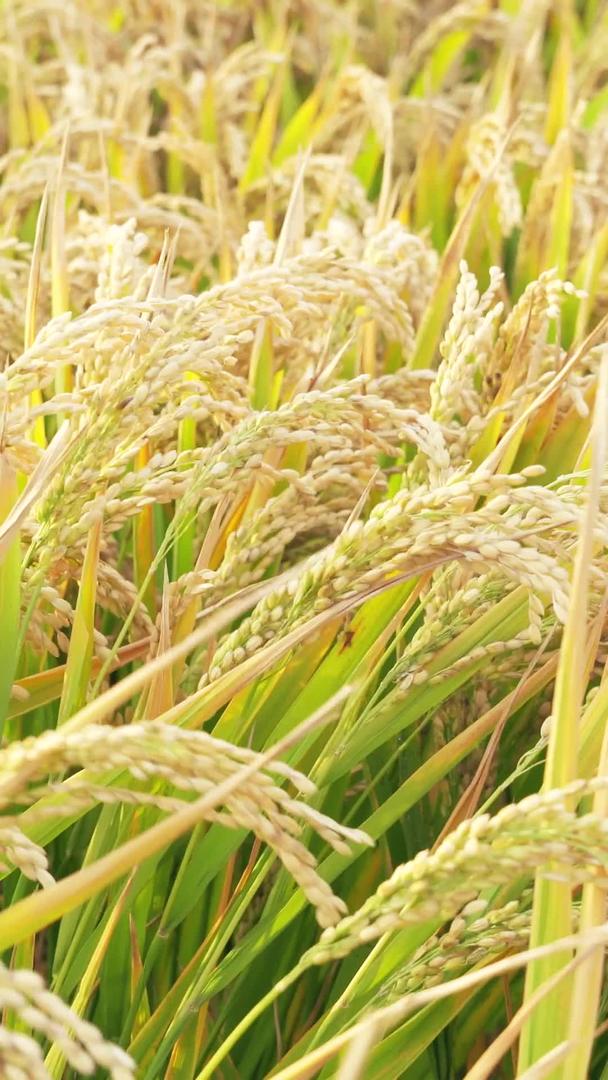 田地丰收秋季农业粮食水稻视频的预览图