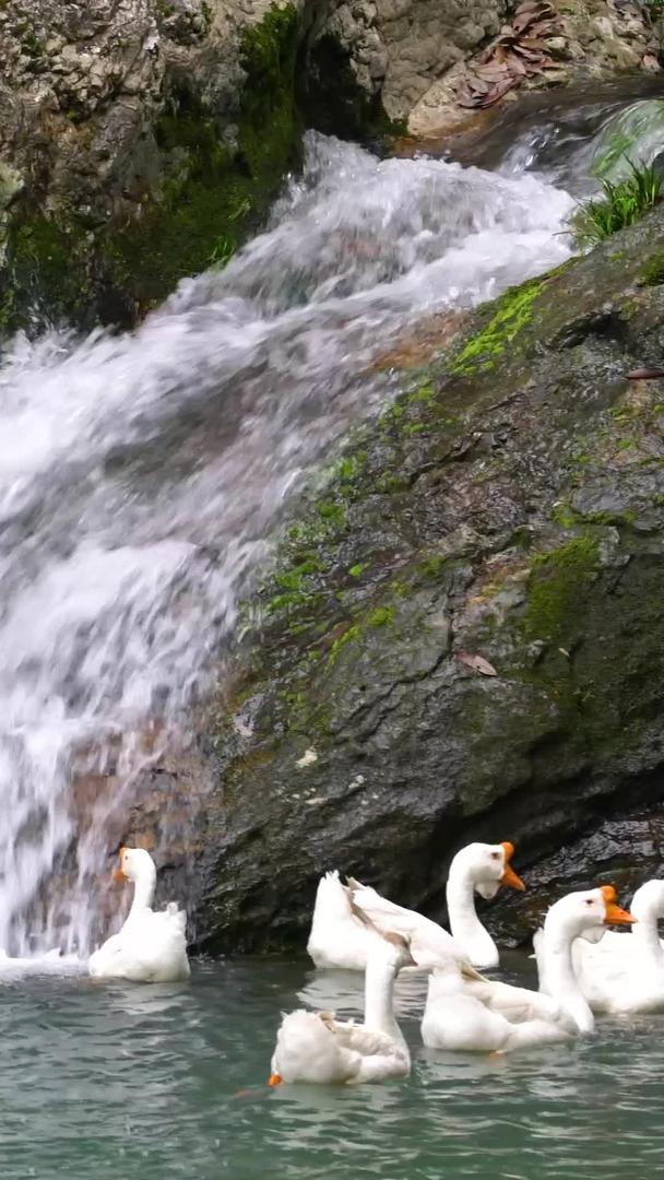 瀑布流水下嬉戏的鹅群实拍视频的预览图