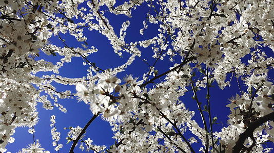 天空下的樱花视频的预览图