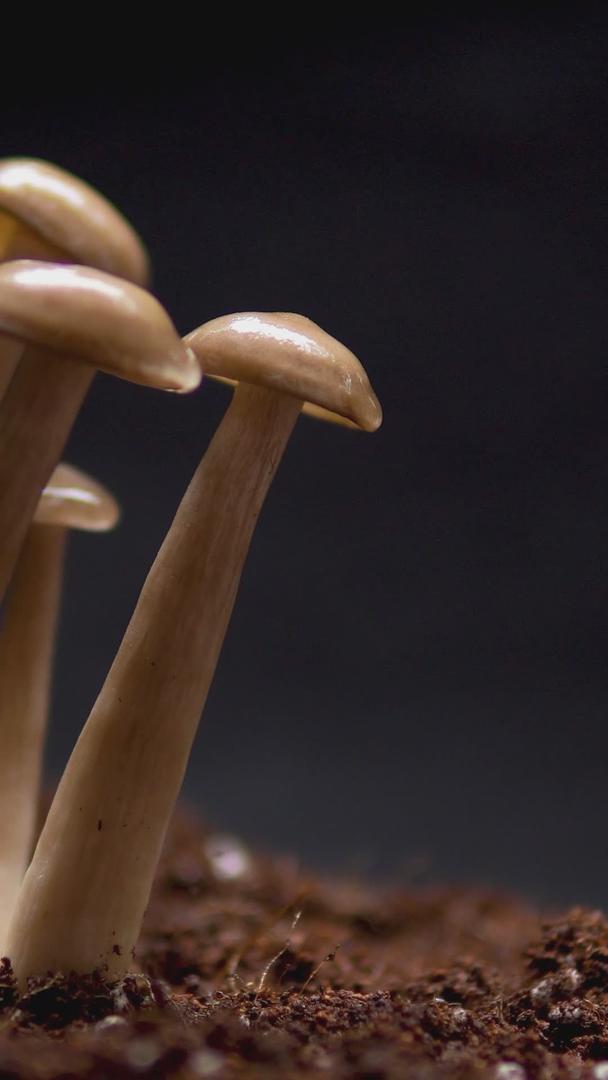 野生蘑菇的土壤生长视频的预览图