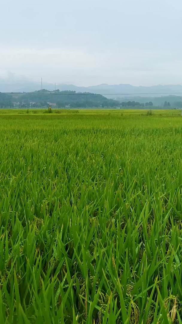 汉中万亩稻田航拍视频的预览图