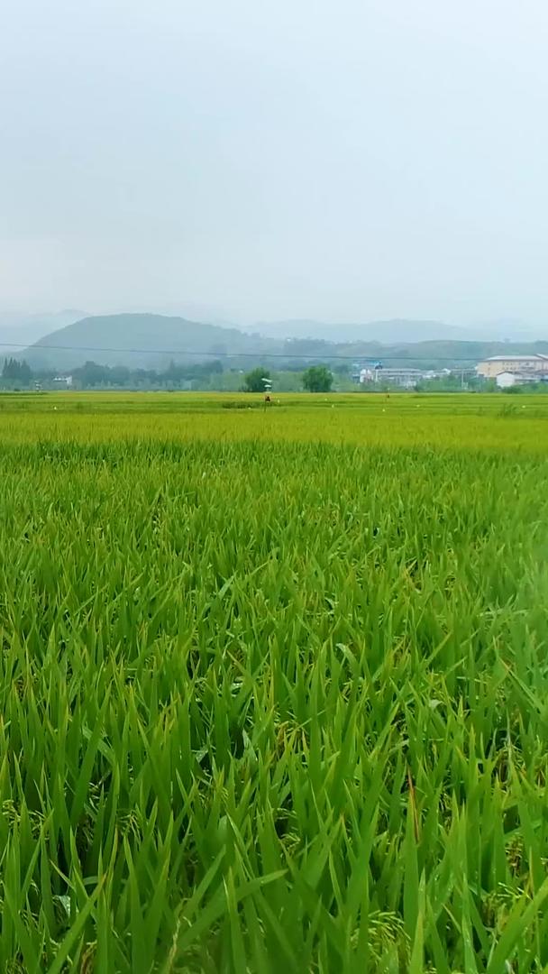 汉中万亩稻田航拍视频的预览图