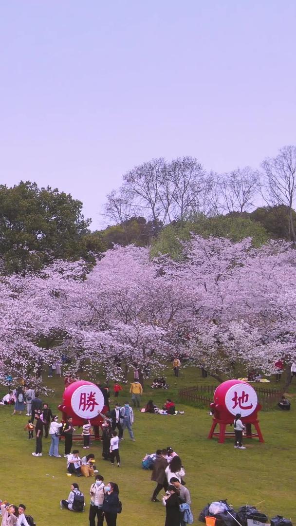 武汉东湖樱花园航拍世界赏樱胜地全景材料视频的预览图