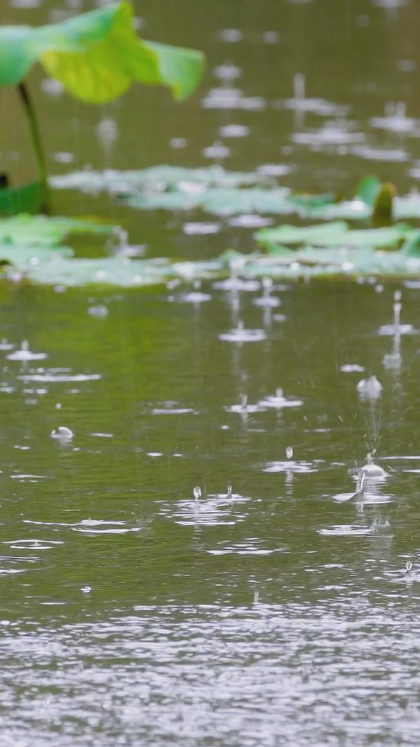 夏天的雨水落在池塘里视频的预览图