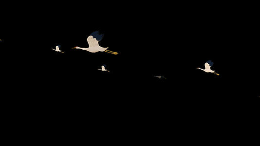 透明通道手绘鹤群素材视频的预览图