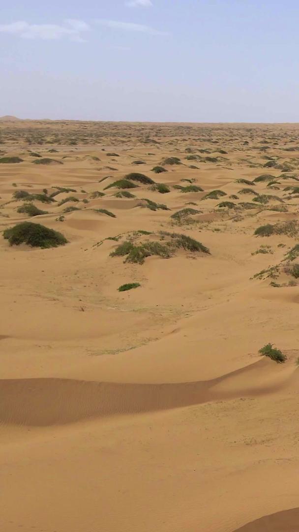腾格里沙漠生长的航拍树木视频的预览图