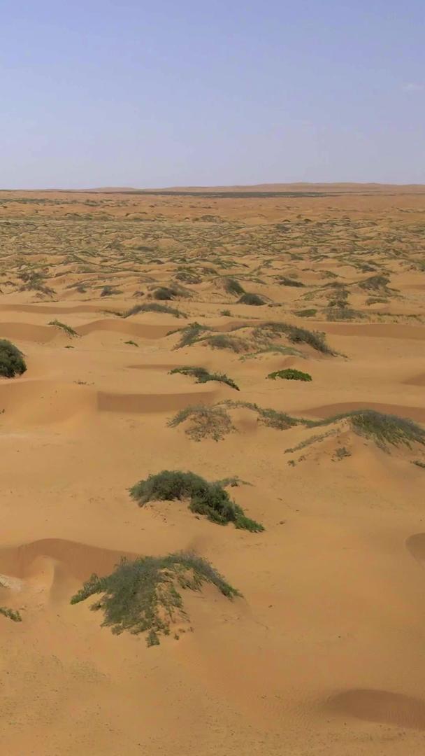 腾格里沙漠生长的航拍树木视频的预览图