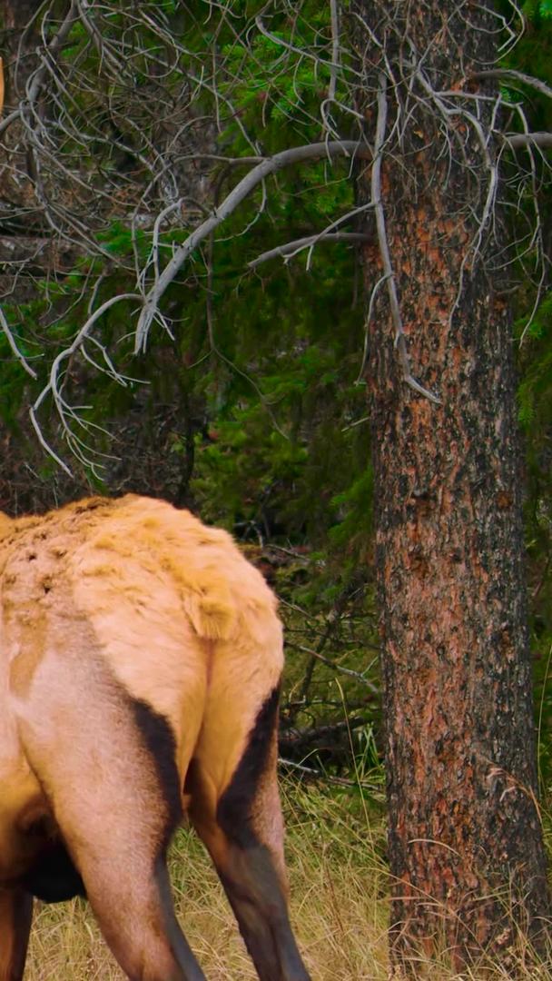林中野生动物麋鹿驯鹿视频的预览图
