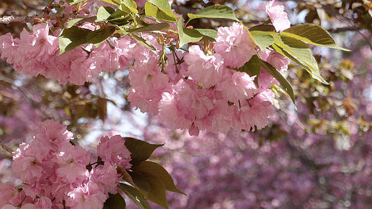 春季风光盛开的樱花合集视频的预览图