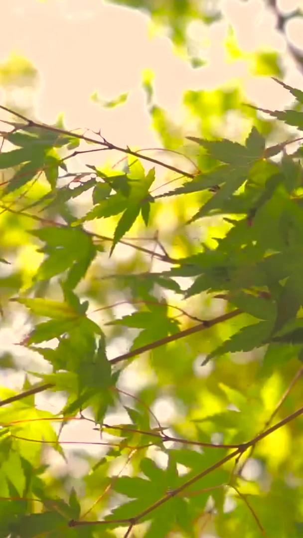 实拍秋景枫叶飘过树叶树影阳光穿过树叶树影视频的预览图