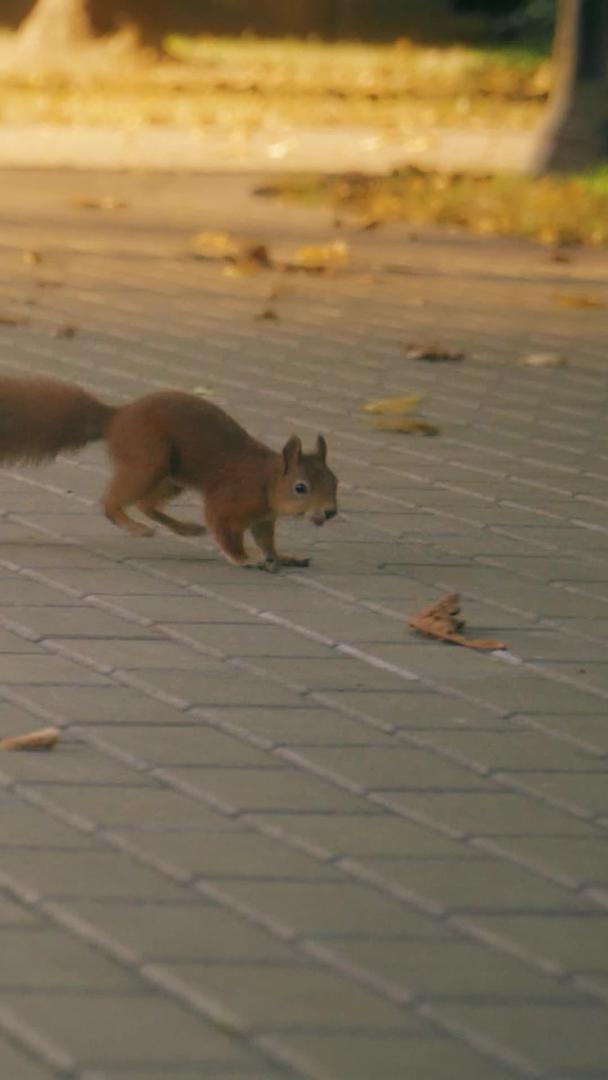 松鼠在城市公园里上蹿下跳视频的预览图