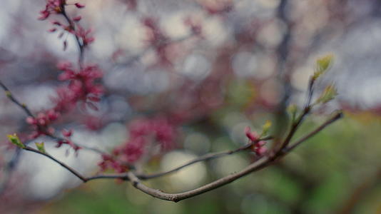 粉红色的樱花树在绿草的映衬下绽放视频的预览图