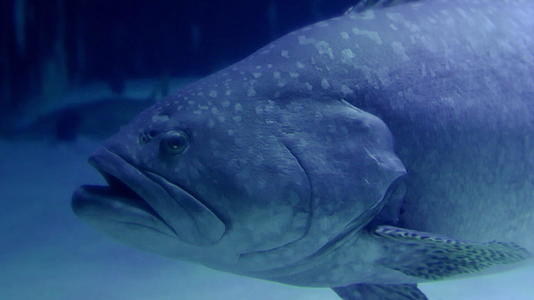 在水族馆里的鱼视频的预览图