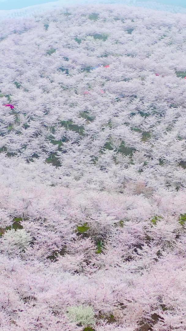贵州樱花园航拍黄蜡白色材料视频的预览图