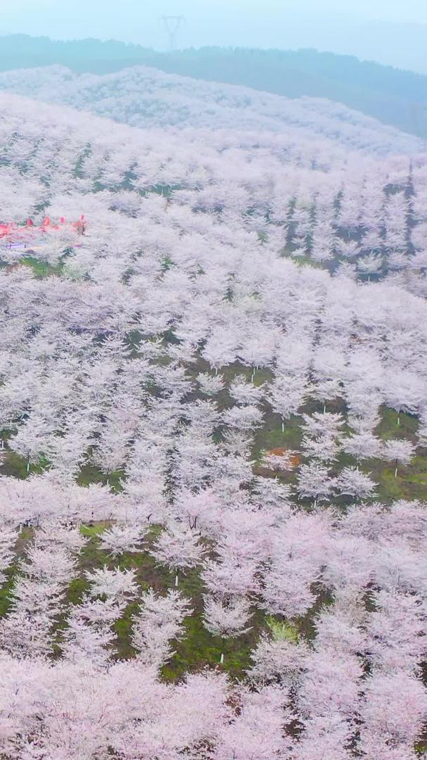 贵州樱花园航拍黄蜡白色材料视频的预览图