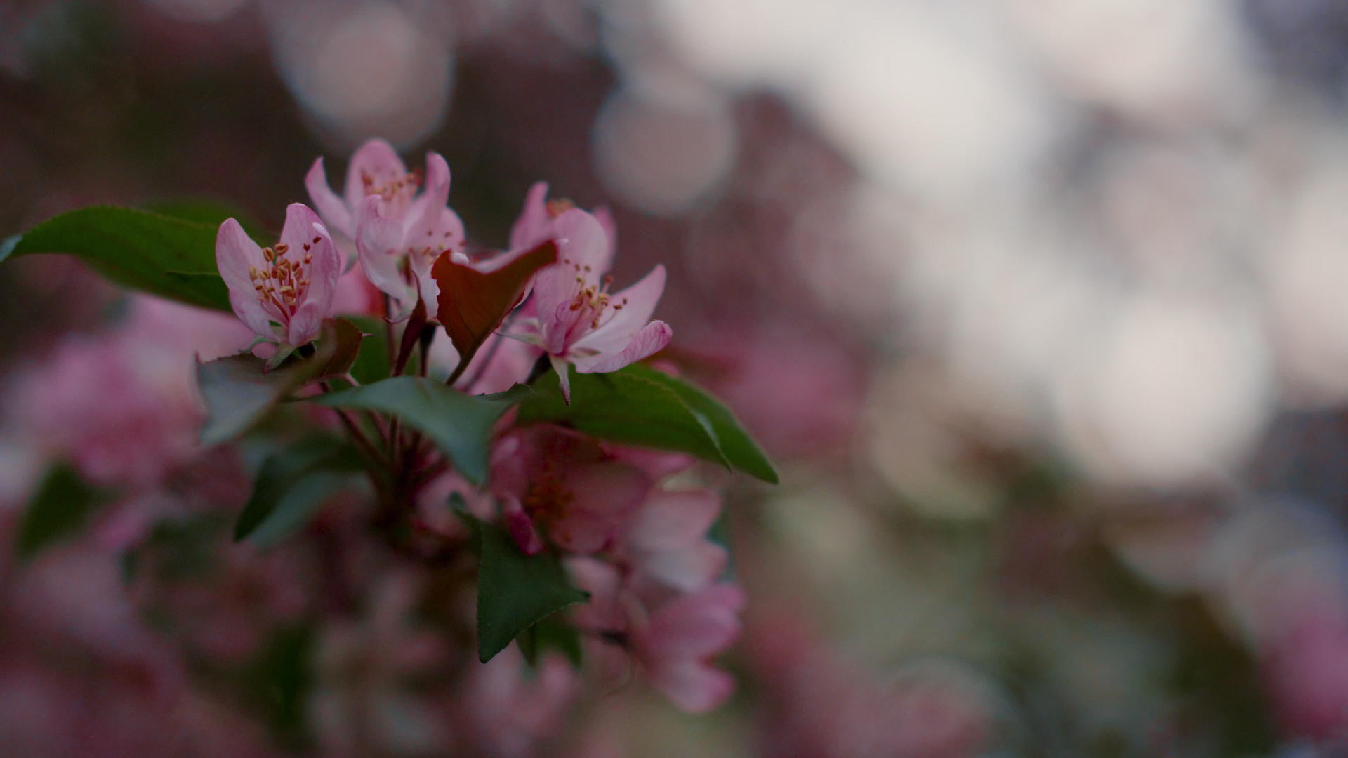 粉红色的树花盛开视频的预览图