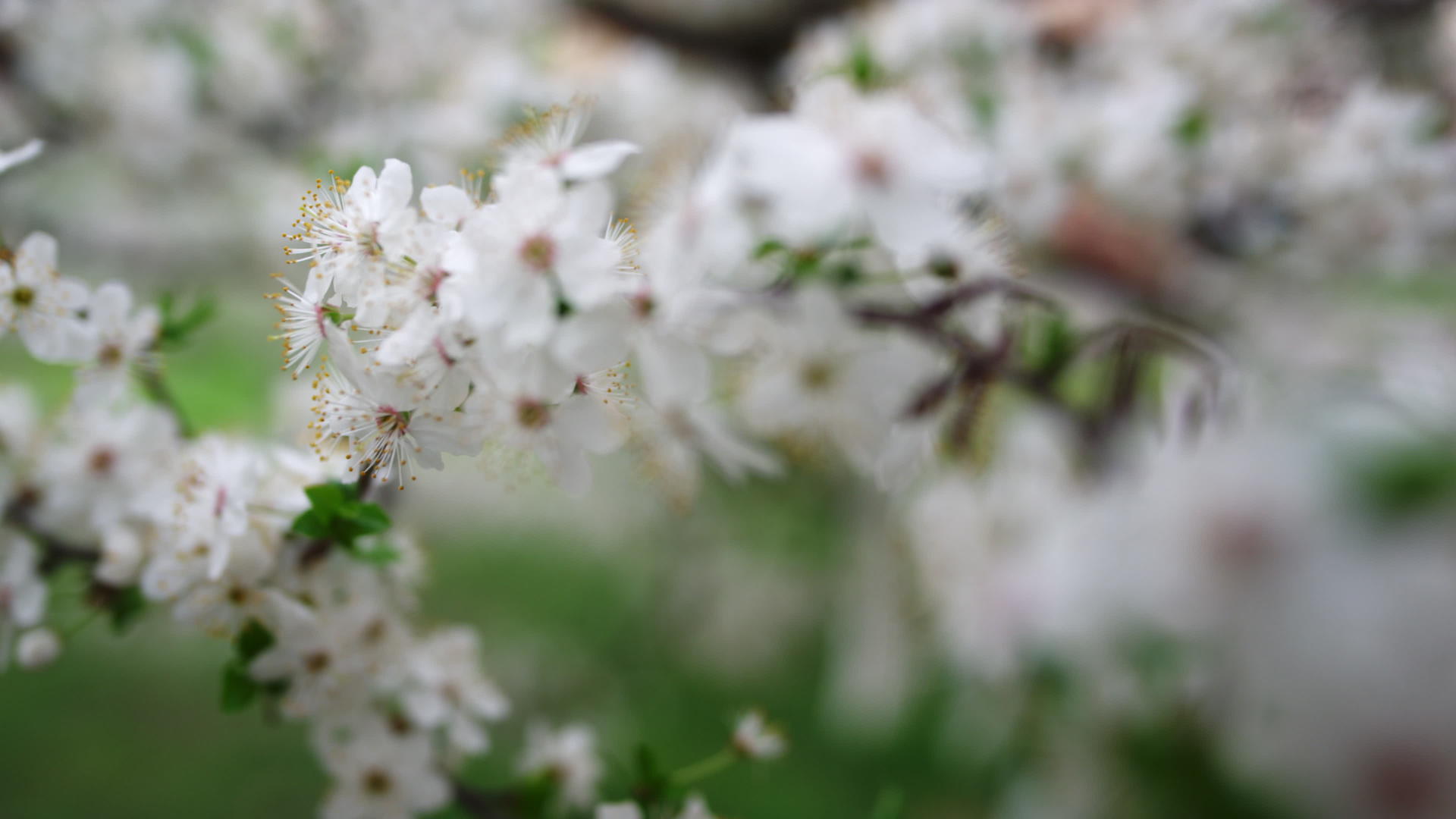 花园里的白樱桃树在春天开花视频的预览图
