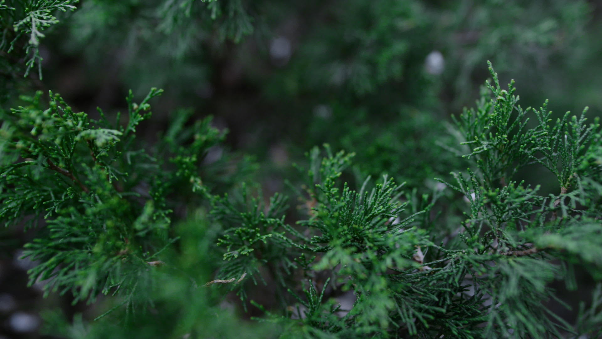 深绿色的灌木在美丽的森林中摇曳视频的预览图