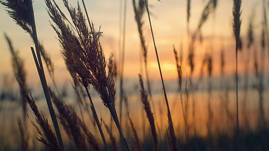 芦苇草在美丽的海岸线上有着金色的日落背景视频的预览图