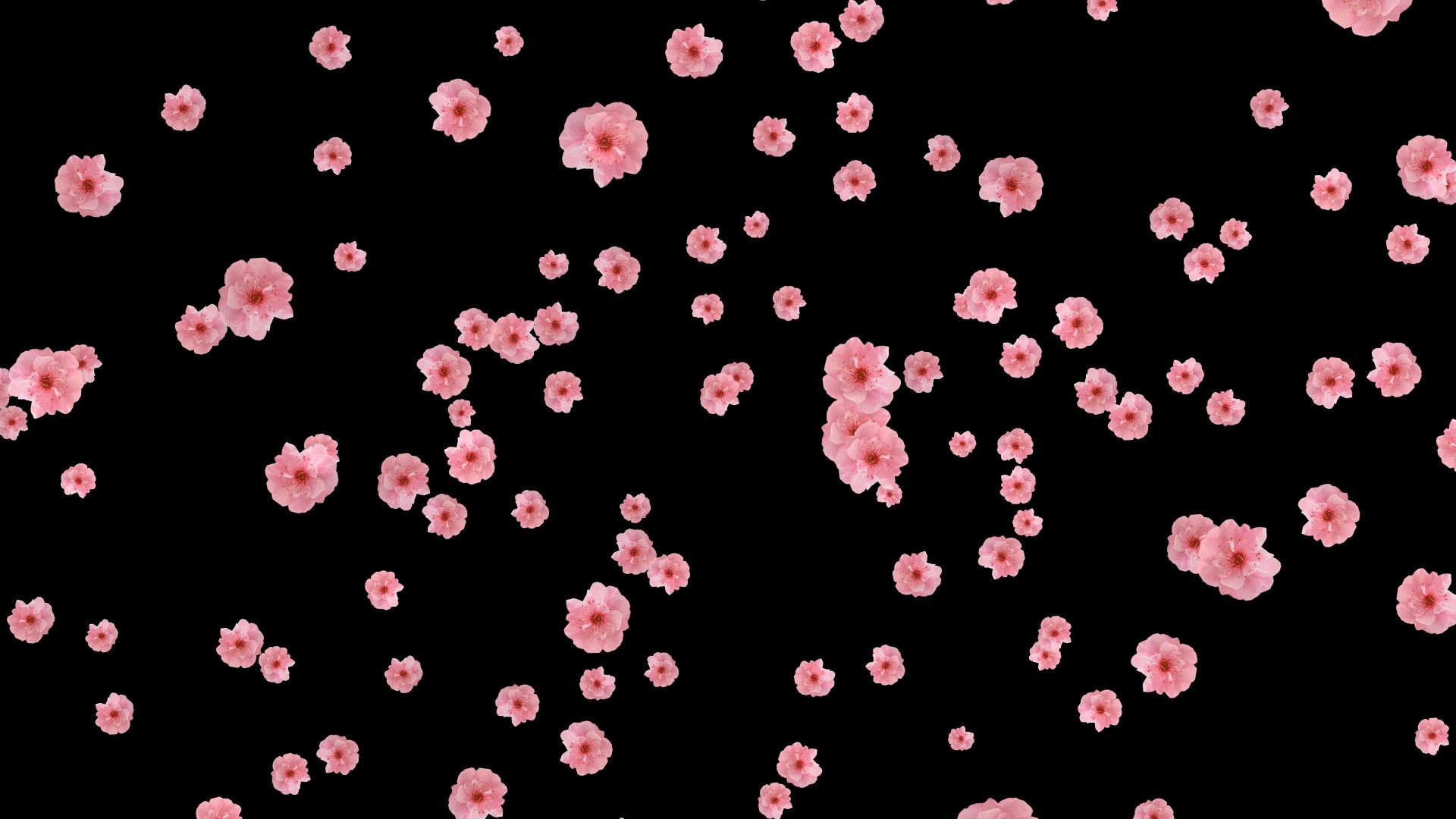 粉色桃花飘落视频的预览图