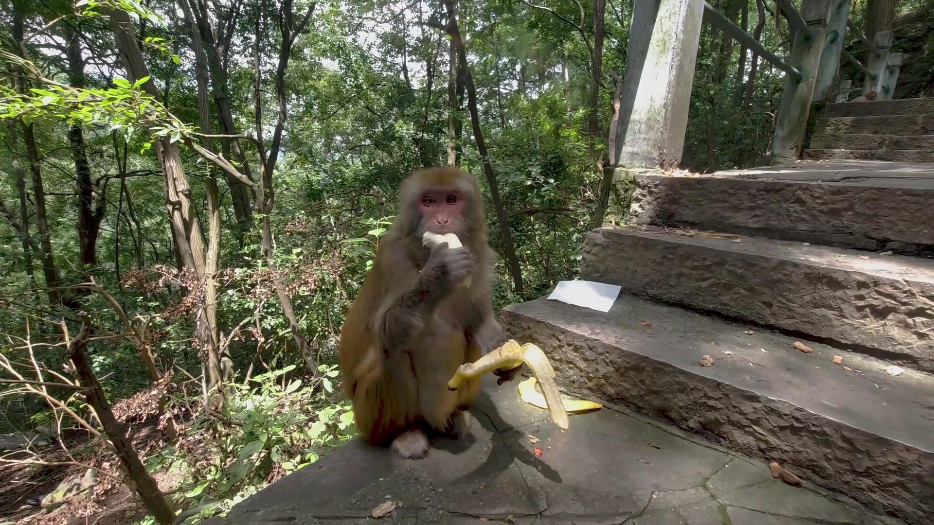 山上的猴子吃香蕉实拍4K素材视频的预览图