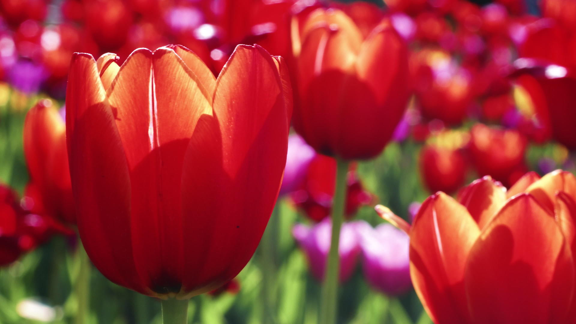 花朵中的红郁金香视频的预览图