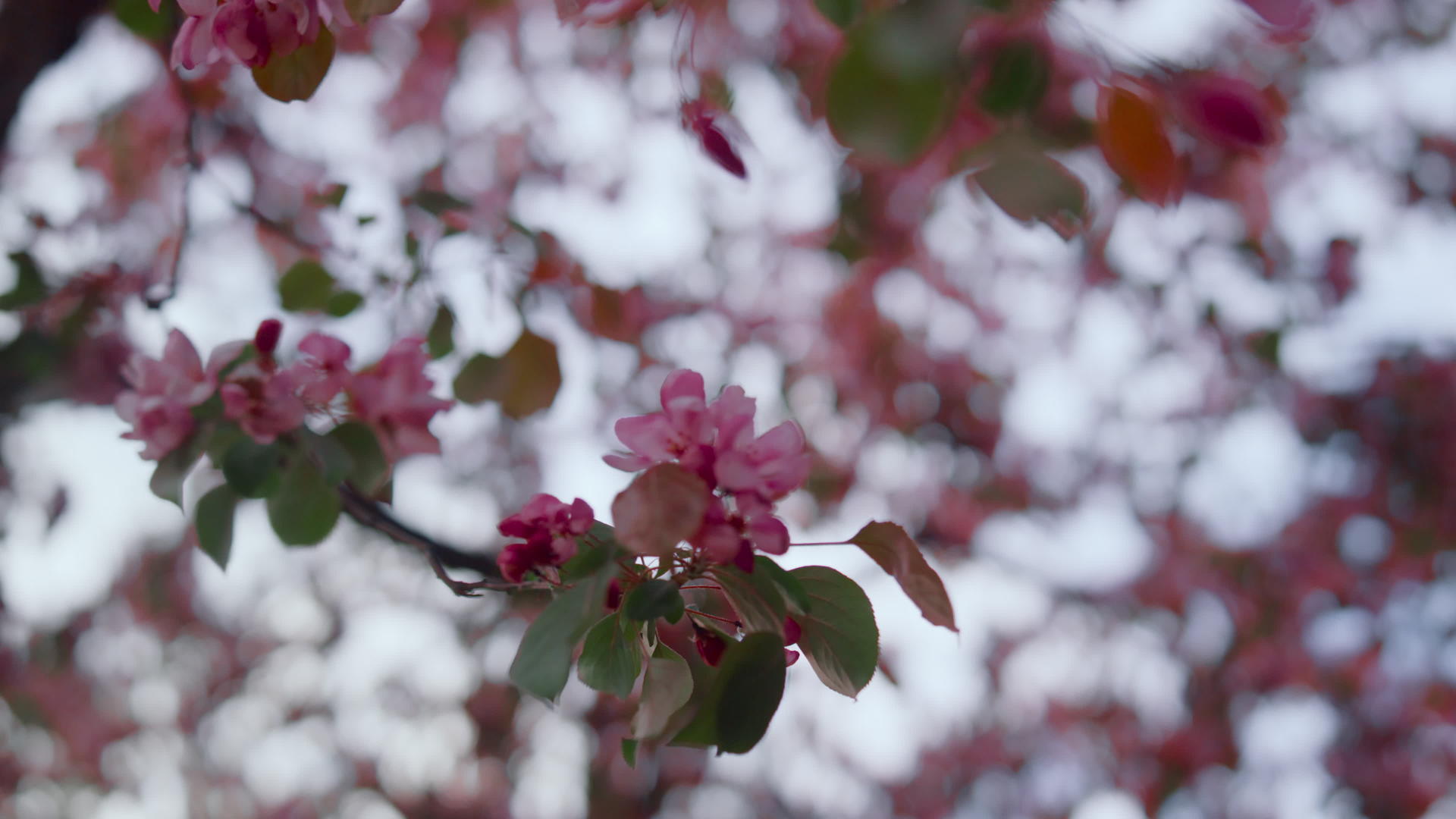 粉红树开花视频的预览图