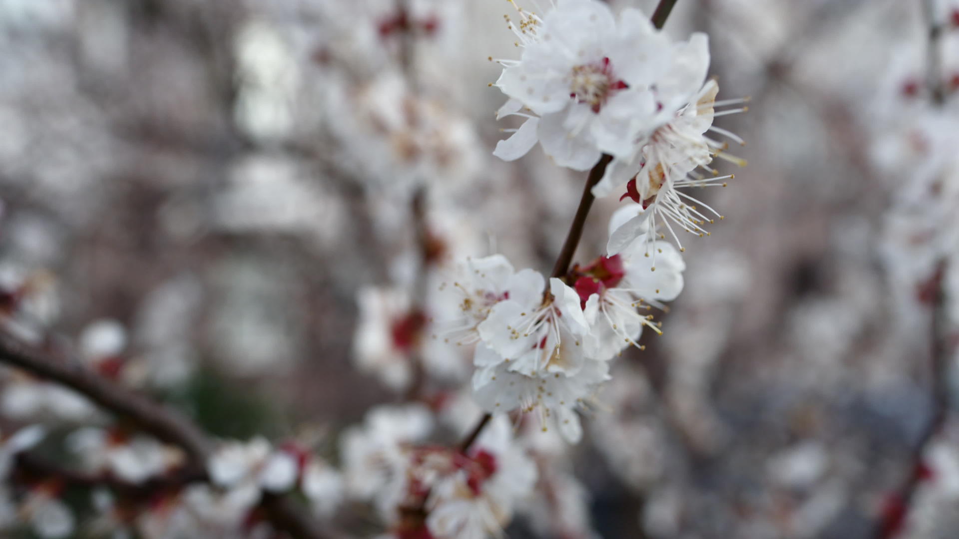 春天樱桃树上的白花视频的预览图