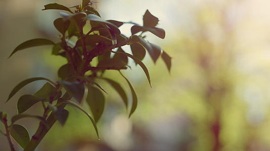 充满活力的绿色植物枝条生长在阳光花园里视频的预览图