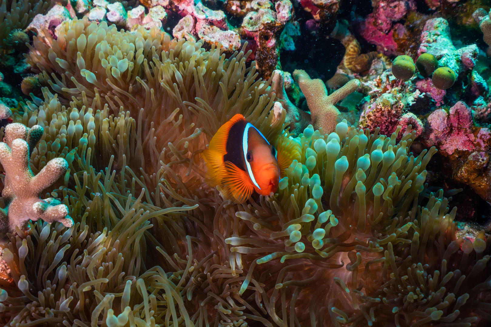 小丑鱼和缤纷珊瑚视频的预览图