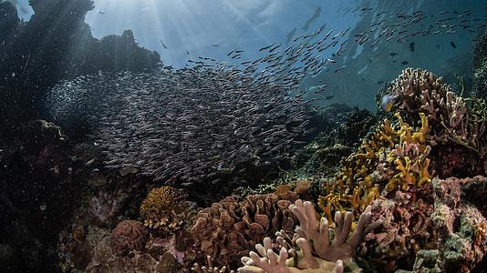 海底珊瑚礁小鱼群视频的预览图