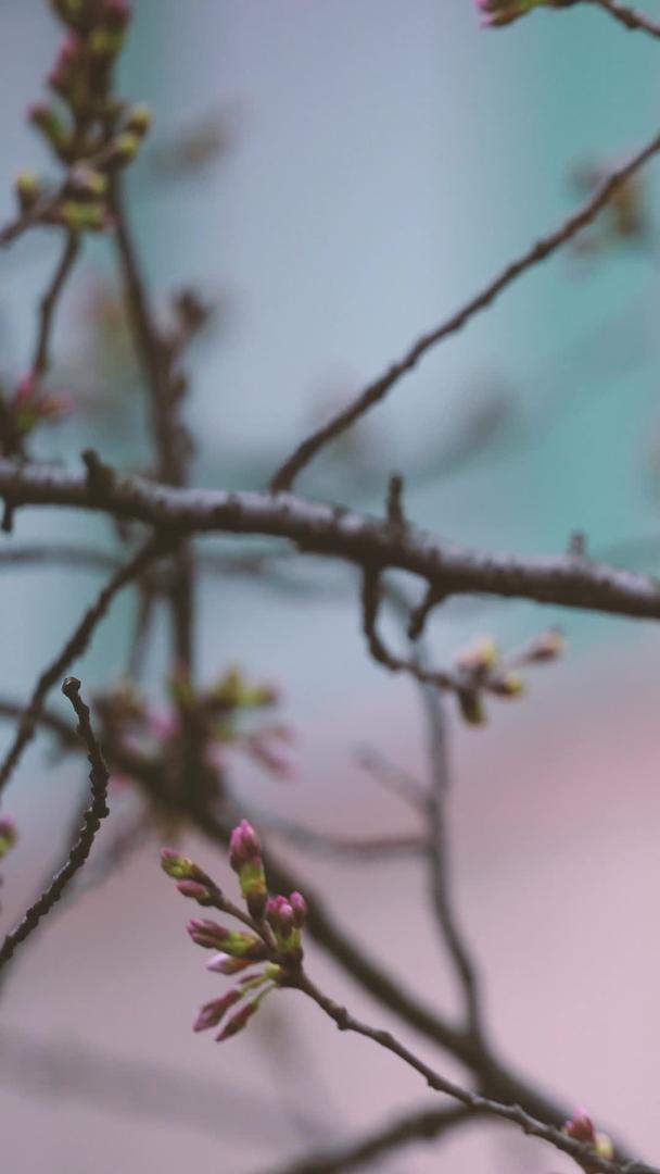 春季城市盛开的樱花素材视频的预览图