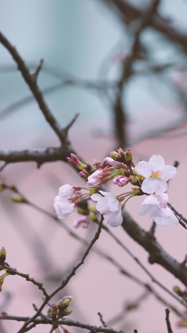 春季城市盛开的樱花素材视频的预览图
