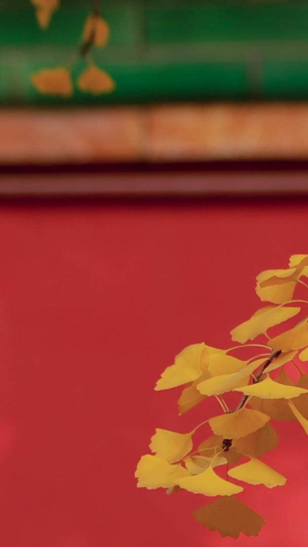 秋季故宫里的银杏和红墙视频的预览图