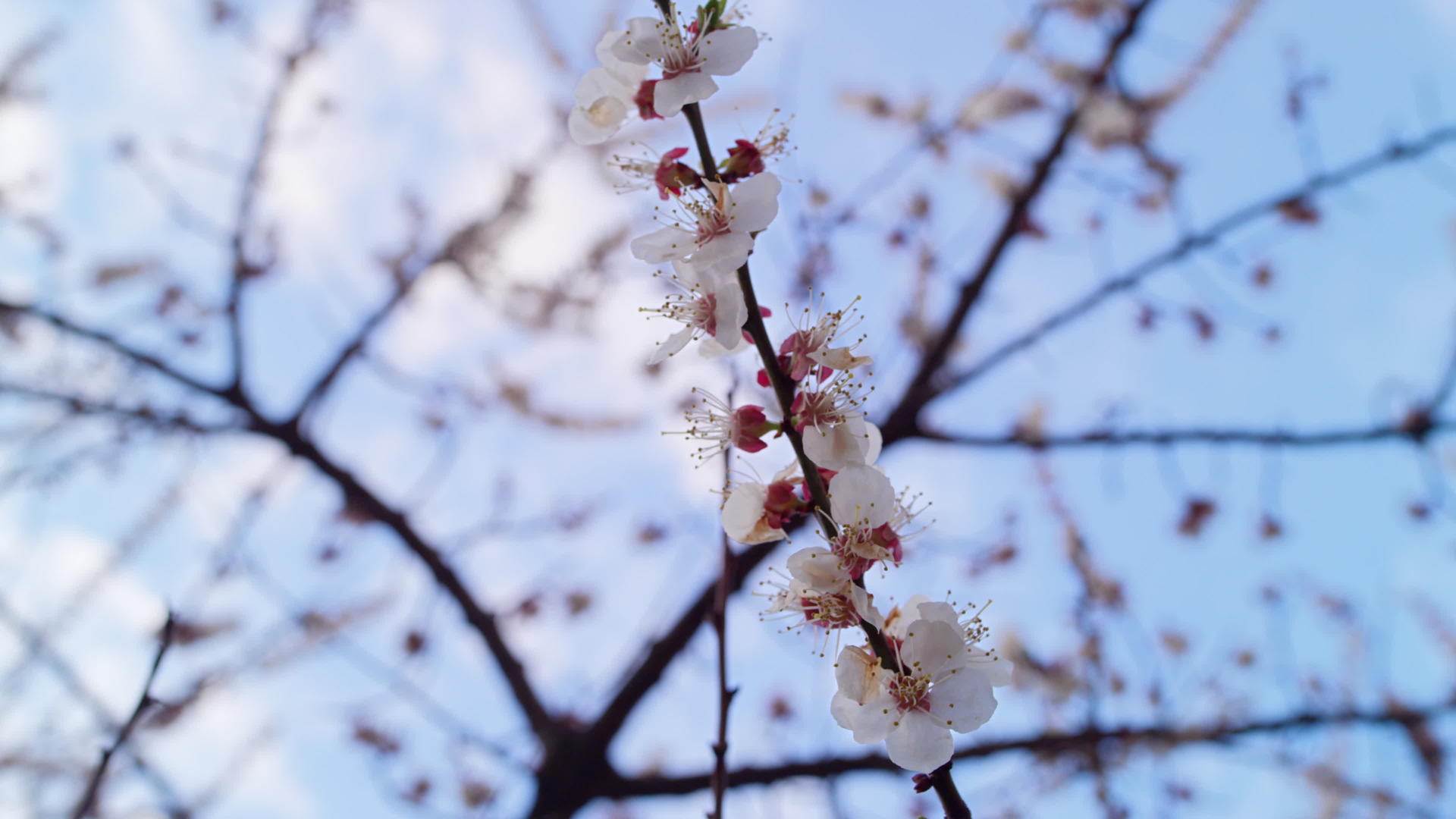 樱桃枝在春天开花视频的预览图
