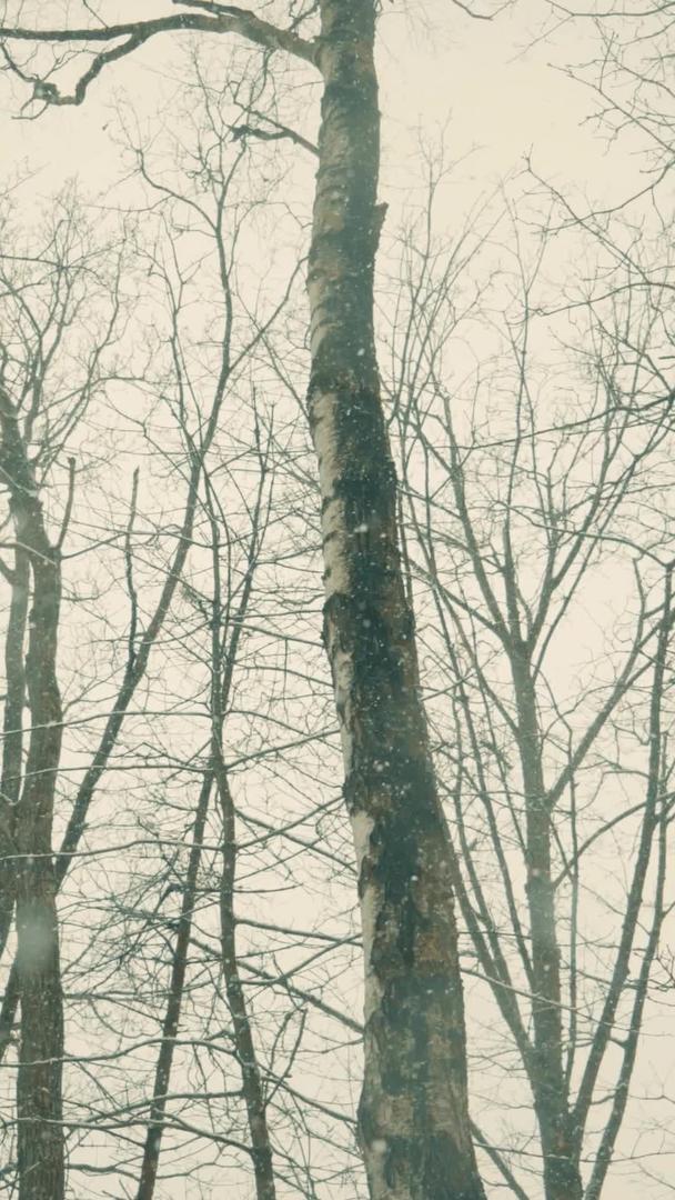 寒冷的冬天晚上枯萎的森林落下雪花视频的预览图
