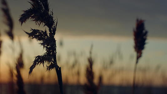 在自然景观的背景下日落海滩上刮风的芦苇草视频的预览图