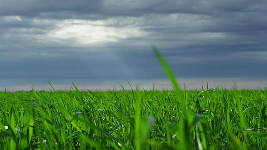 暴雨前农田里的绿色小麦视频的预览图