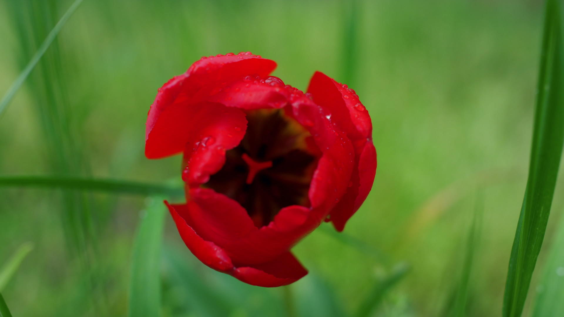 红色的郁金香生长在自然的绿草花园里视频的预览图