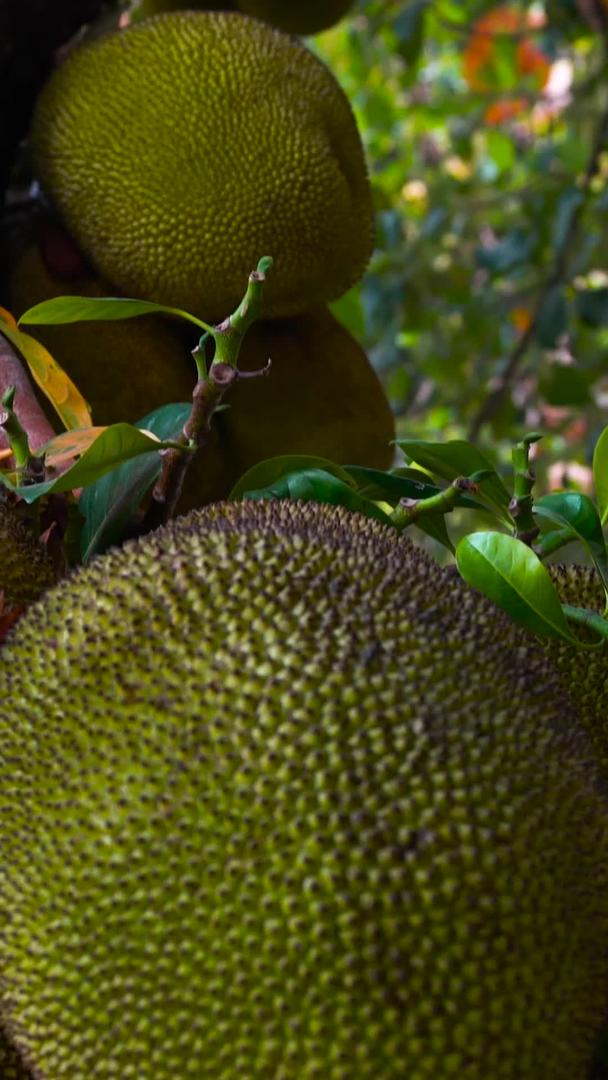泰国水果波罗蜜树及果实拍摄集合视频的预览图