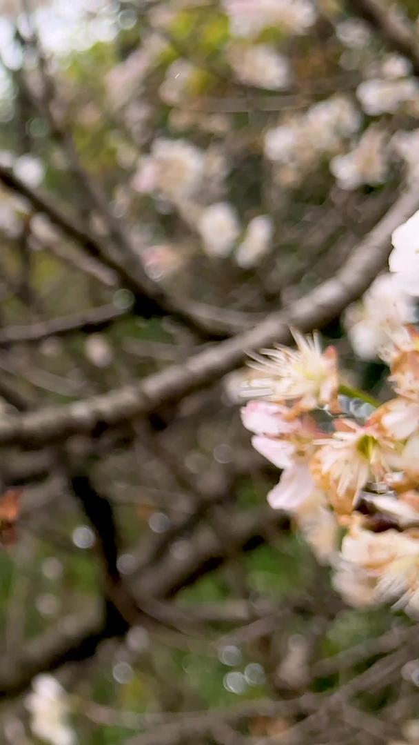 初春盛开的梨花实拍艳阳高照视频的预览图